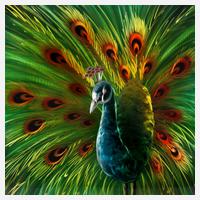 Pfauendarstellung111